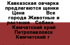 Кавказская овчарка -предлагаются щенки › Цена ­ 20 000 - Все города Животные и растения » Собаки   . Камчатский край,Петропавловск-Камчатский г.